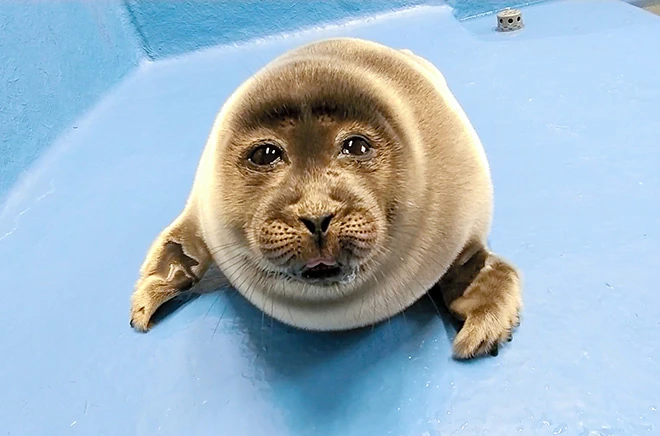 An image of Niko, a seal at the Toba Aquarium who is known for having a human-like face. Here he is seen staring at the camera, looking as if he is on the verge of tears.